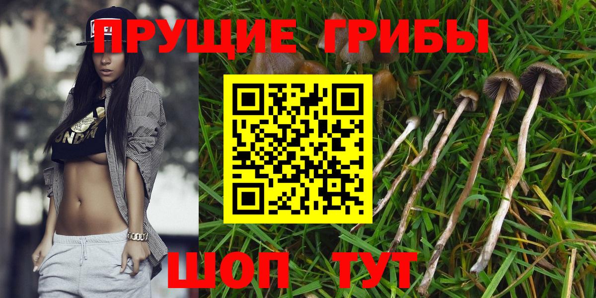 Псилоцибиновые грибы прущие грибы  Псилоцибиновые грибы Cubensis  Реутов  Вход с VPN 